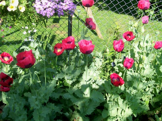 25_6_8.jpg (Papaver commutatum)