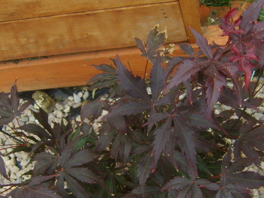 Acer palmatum (Acer palmatum)