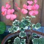 Pelargonium