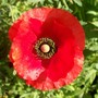 Papaver rhoeas