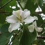 Bauhinia blakeana (Bauhinia blakeana)