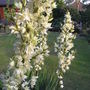 Yucca 'Filamentosa' (Yucca gloriosa (Spanish dagger))
