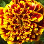 Tagetes patula