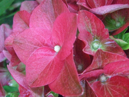 Hydrangea 'Green Shadow' close up. (Hydrangea 'Green Shadow')
