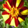 Tagetes