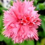 Carnation