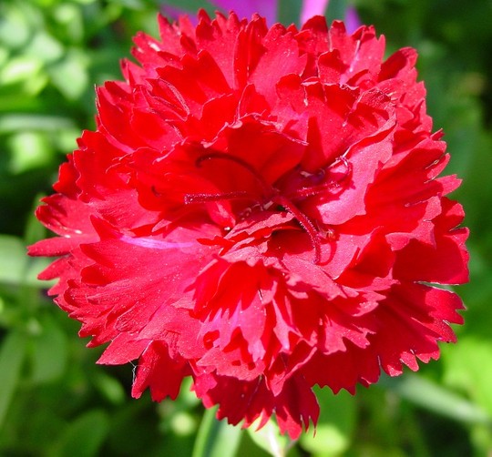 carnation