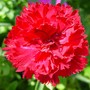 carnation
