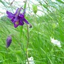 Columbine1