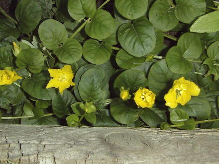 Creeping Jenny (Lysimachia nummularia (Creeping jenny))