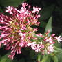 Red Valerian (Centranthus ruber (Red valerian))