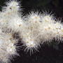 Here is a closer view of the flower head... (Aruncus dioicus)