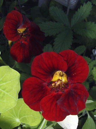 Red nasturtium