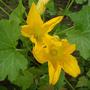 Zuchini Squash Flowers