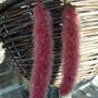Tails of chenille plant (Acalypha hispida)