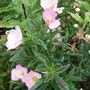 Evening_primrose