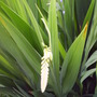 Flower_bud_on_lucifer