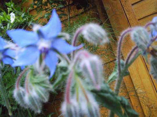 closeup borage.jpg