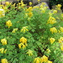 corydalis lutea (corydalis lutea)