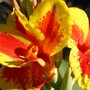 Canna2