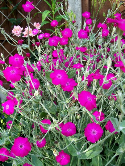 29_6_25.jpg (Lychnis coronaria)