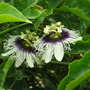 Passiflora edulis