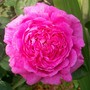 Rosa glauca