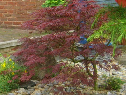 My walk to Tescos (Acer palmatum)