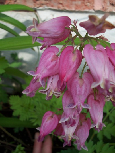 Bleeding Heart (Dicentra eximia (Bleeding Heart))