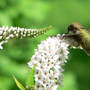Hummer_gooseneck_loosestrife_not_full_body_7-01-08_good_sm