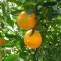 Citrus reticulata (Chen Pi)