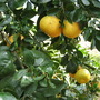 Citrus paradisi
