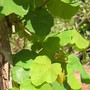 Cochlospermum_fraseri