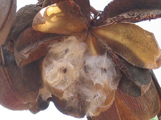 Cochlospermum fraseri seedpod (Cochlospermum fraseri)