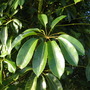 Schefflera_actinophylla