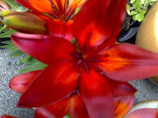 red