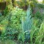 Lower flower border in top garden at back.