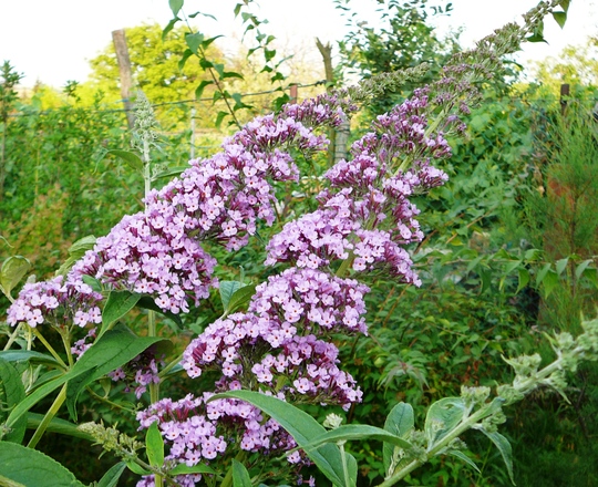 Buddleia Davidii ??? (Buddleja davidii (Butterfly bush))