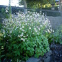 Astrantia major (Astrantia major)