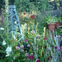 More Astrantia (Astrantia major)