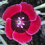 2008-07-04_010_red_pink_sqd