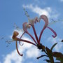 Lonicera_periclymenum__belgica__-_close-up