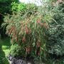 Callistemon linearis (Callistemon linearis)