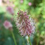 Sanguisorba officinalis