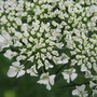 Daucus Carrota,  Queen Anne's Lace