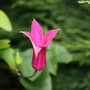 clematis- princess Dianna