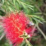 bottlebrush with bee