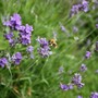 lavender and bee