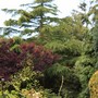 the middle bit of my garden