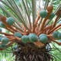 Cycas calcicola (Cycas calcicola)